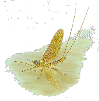 Mayfly Fries